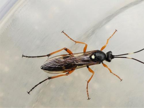 Réf. 285 106 : Diphyus quadripunctorius